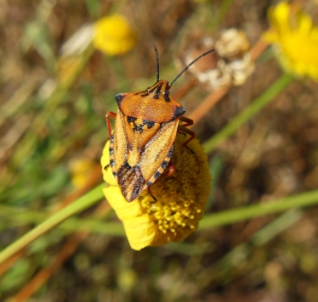 Carpocoris sp. oppure Codophila varia? Chiedo confermo...